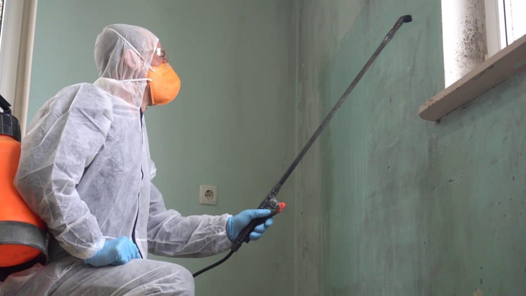 Professional mold removal contractor performing inspection